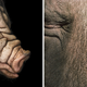 Illustration for article titled Tim Flachs intimate animal portraits reveal natures human side